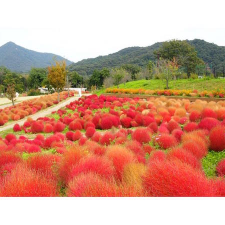 美しい秋をシェアしよう！愛媛近県のフォトスポット